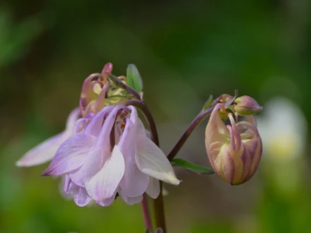 blomma 1